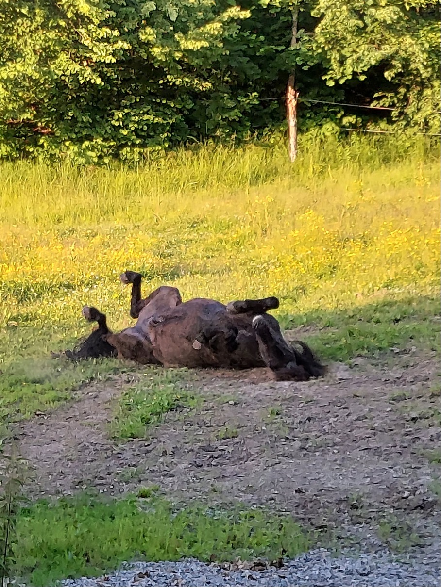 Hest som ruller seg i gresset