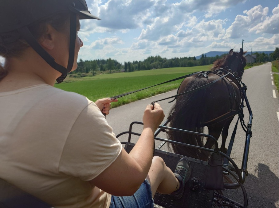 Kusk med tømmene i hendene bak hesten på veien