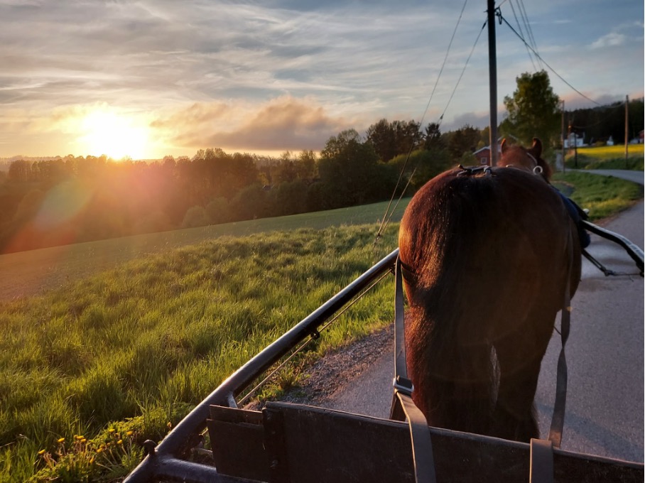 Hest og vogn på tur i solnedgang