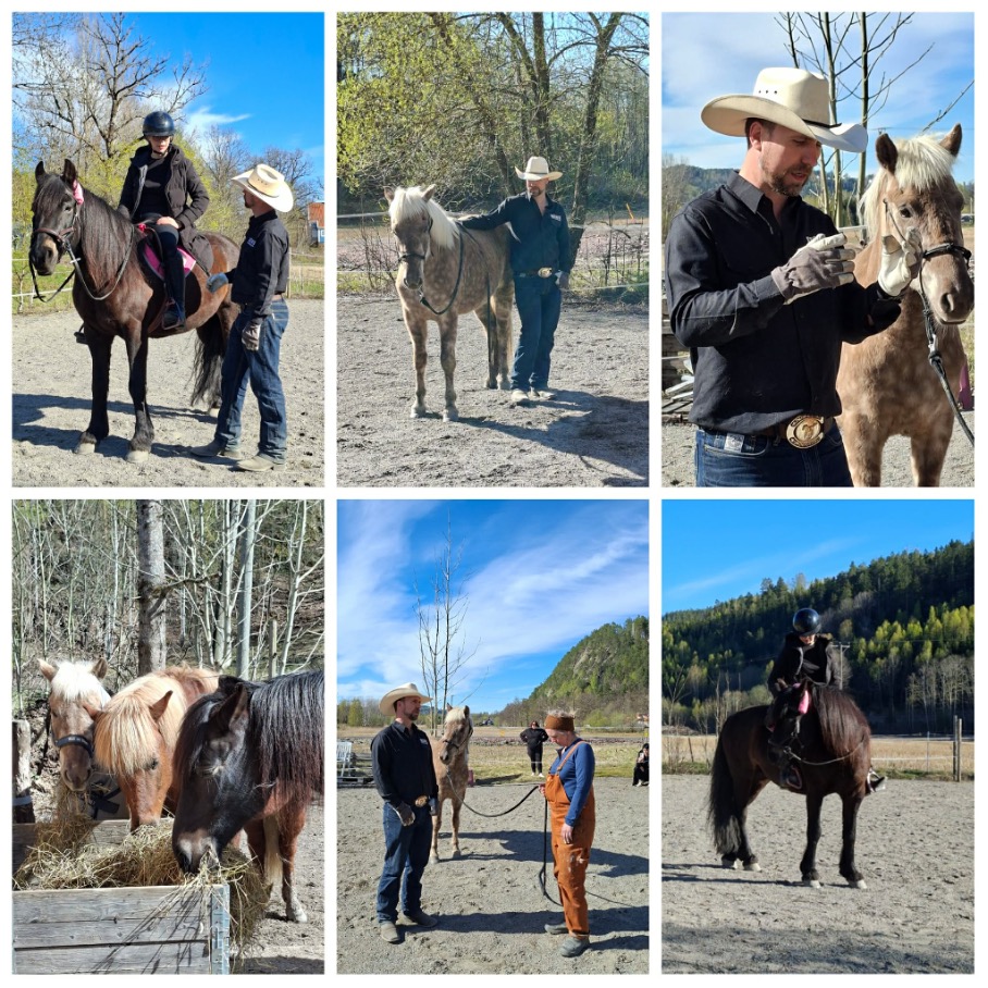 Bildecollage fra horsemanship-dagen med Hawk og hestene