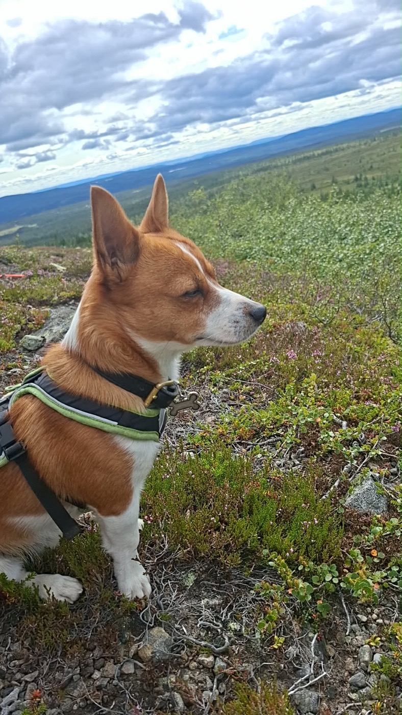 Hunden Ozzy ute i terrenget