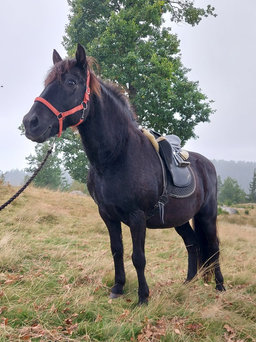 Keilir, en mørk hest med rød grime, ute på beite