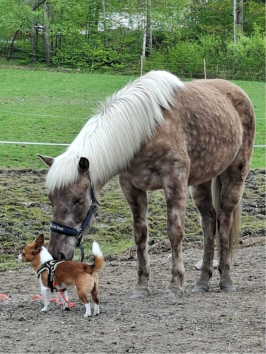 Hunden Ozzy ved siden av en beitende lys hest
