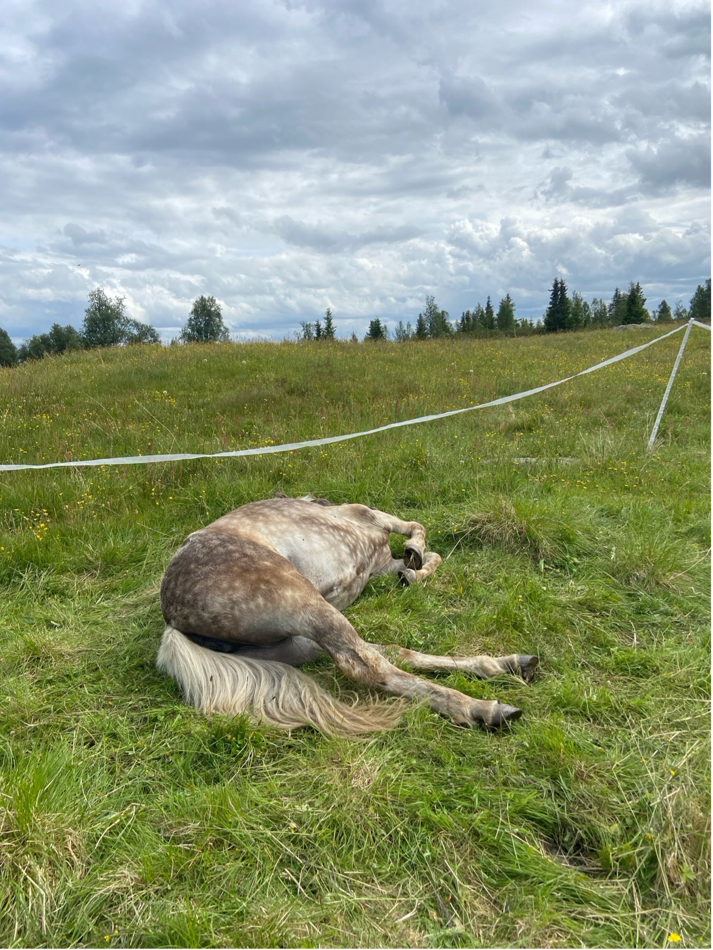 Hest som hviler liggende i enga