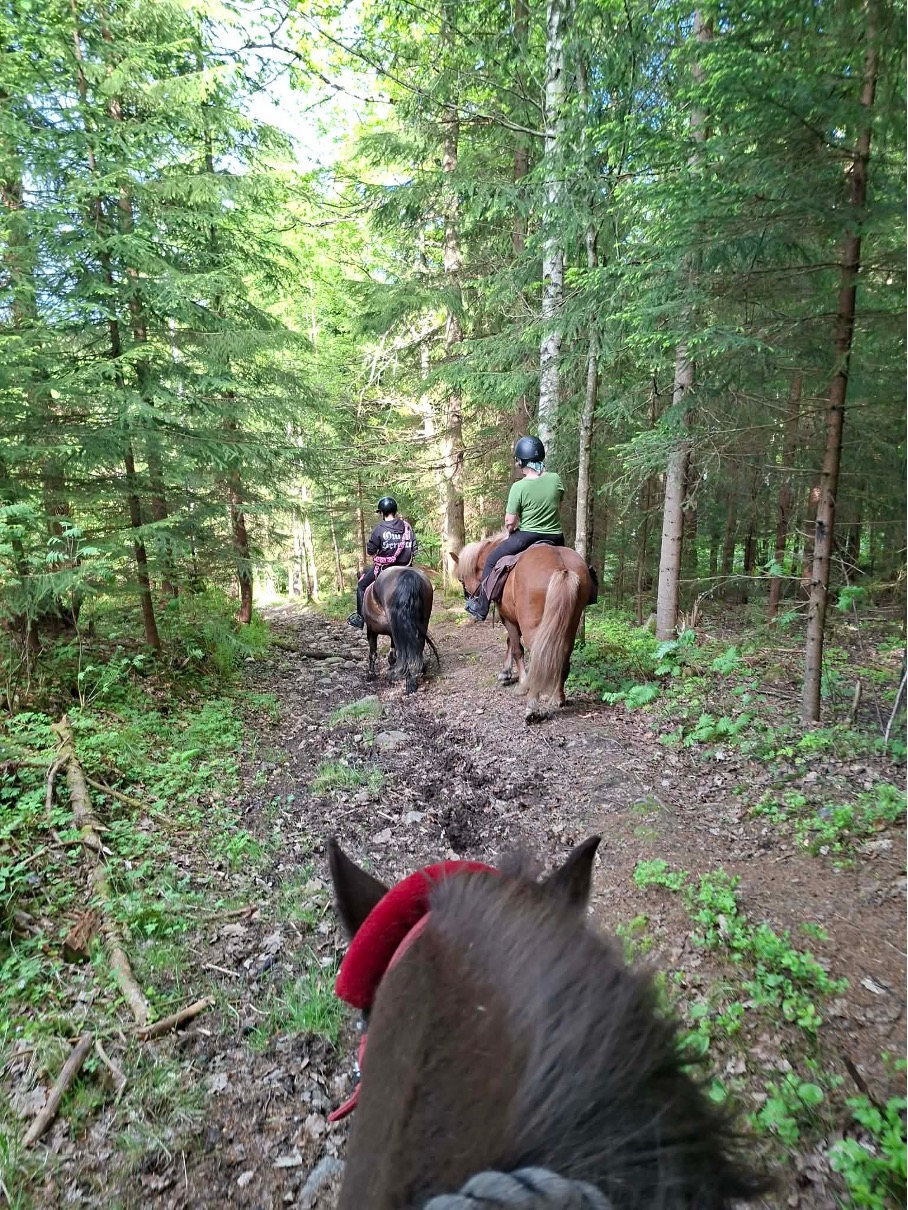 Ryttere på sti gjennom skogen