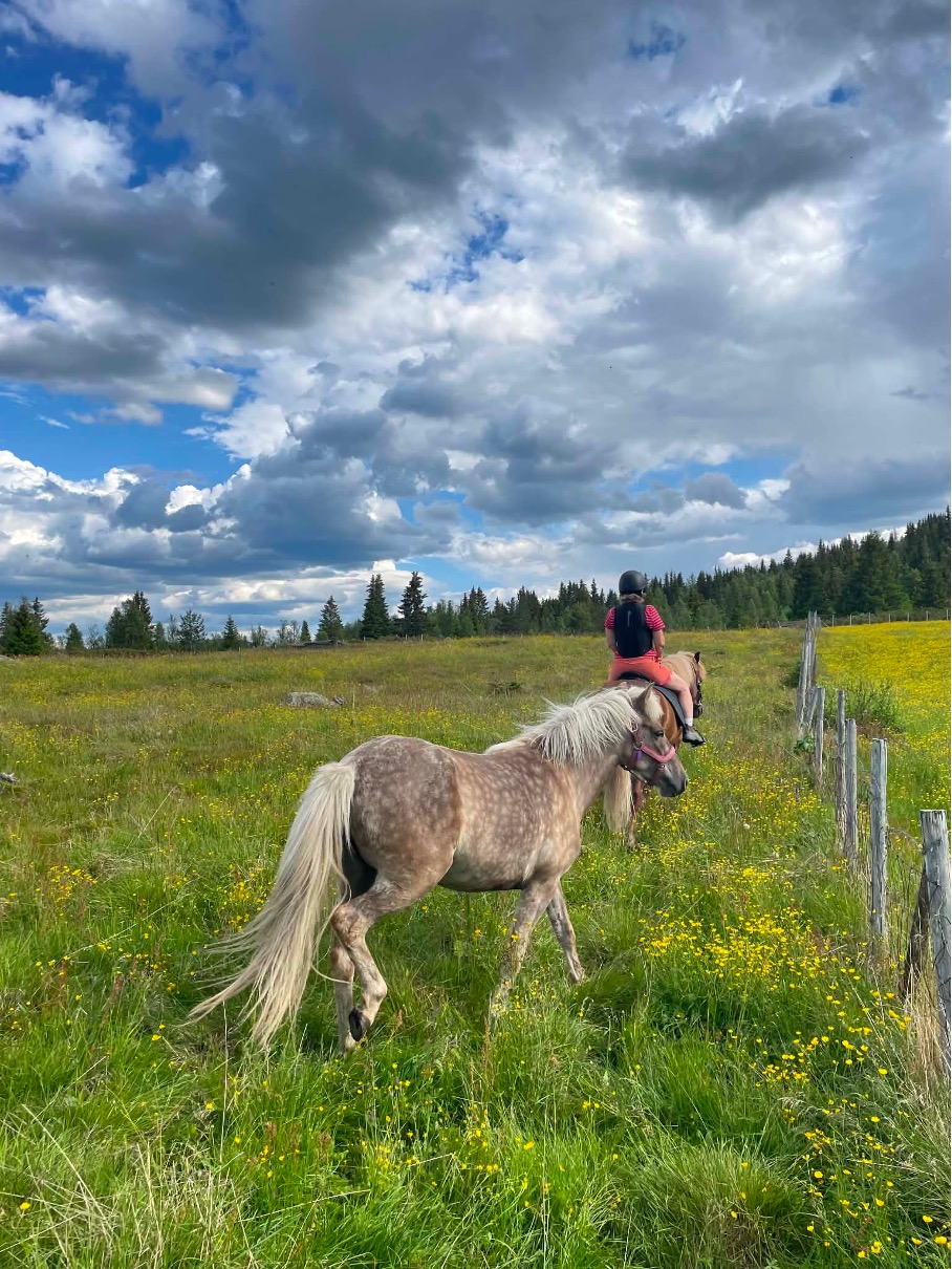 Lys hest som går fritt i blomstereng